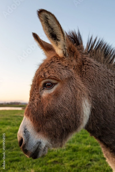 Fototapeta Donkey Portrait