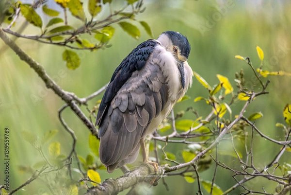 Fototapeta Night Heron