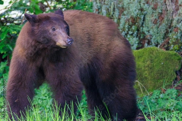 Fototapeta Wild Bear Portrait