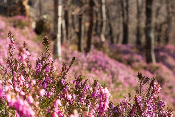 Obraz A forrest with the common heather undergrowth