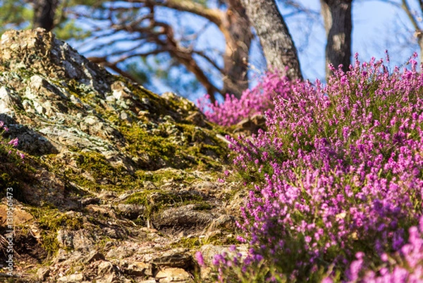 Obraz A forrest with the common heather undergrowth