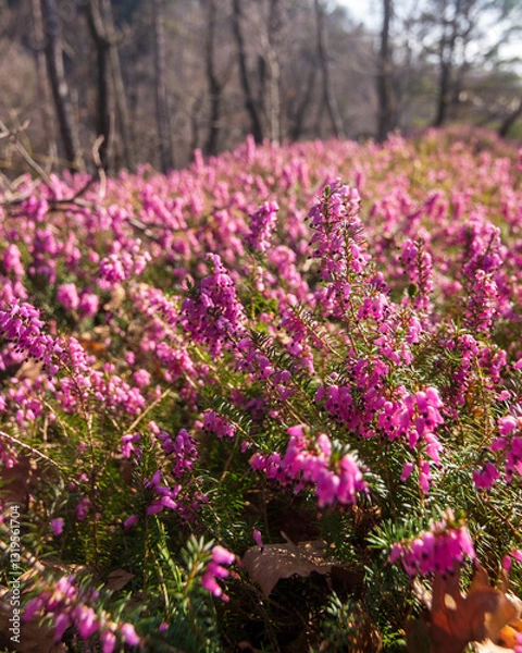 Obraz A forrest with the common heather undergrowth