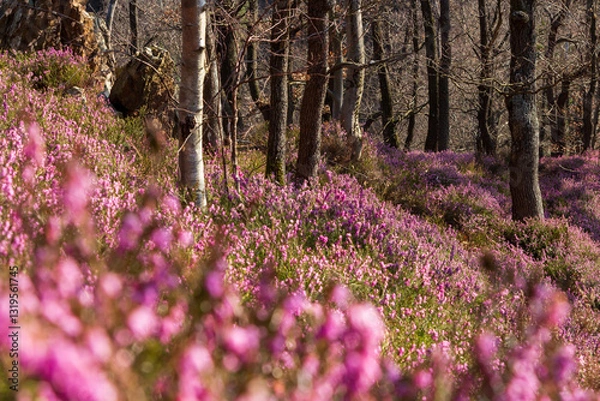 Obraz A forrest with the common heather undergrowth