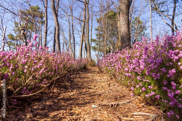 Obraz A forrest with the common heather undergrowth