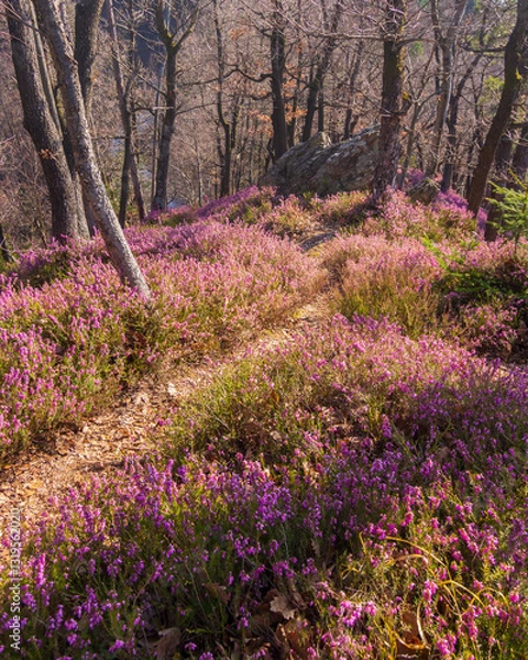 Obraz A forrest with the common heather undergrowth