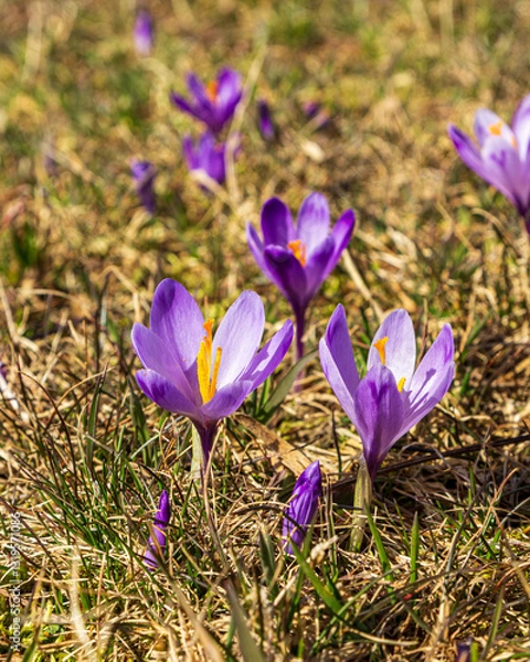 Obraz Crocus flowers in the field