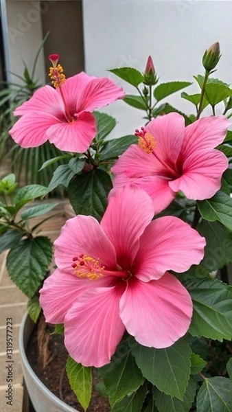 Fototapeta pink hibiscus flower