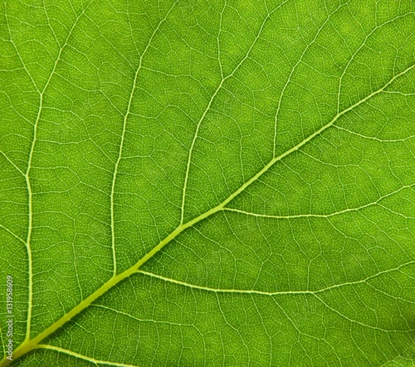 Fototapeta Leaf