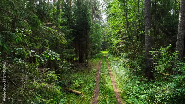 Fototapeta Summer Pine Forest