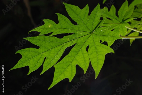 Obraz Backlit papaya leaf