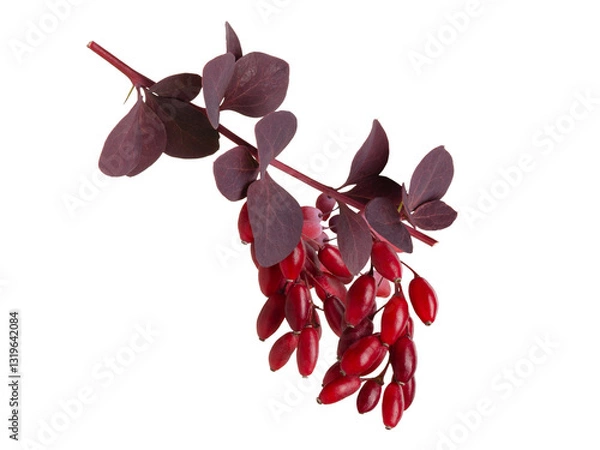 Obraz Red barberry berries on  branch with leaves isolated on white background