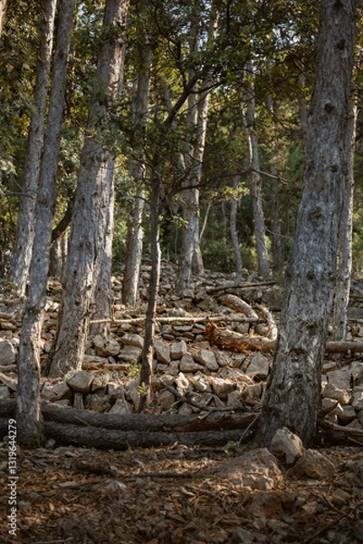 Fototapeta Beautiful, stone drywall fence built in the dense pine tree forest at the island of Cres, Croatia