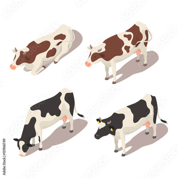 Fototapeta Isometric 3d vector set of cows.