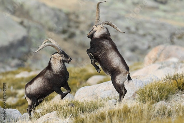 Obraz Capra pyrenaica