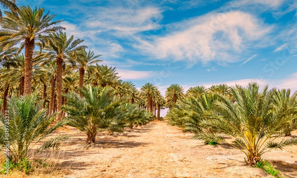 Obraz Road among date palm plantations with trees of different ages, sustainable agriculture industry for healthy food in desert and arid areas of the Middle East and Africa. No AI tools were used