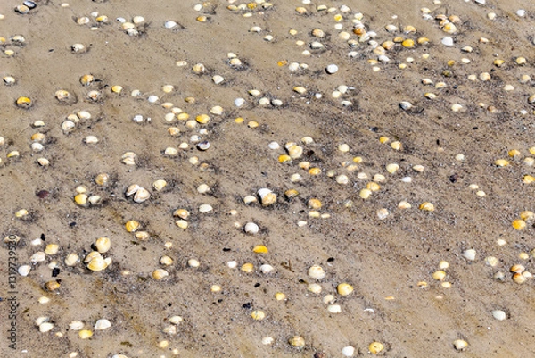 Obraz  conchinhas na areia da  praia