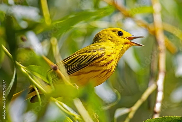 Obraz yellow warbler