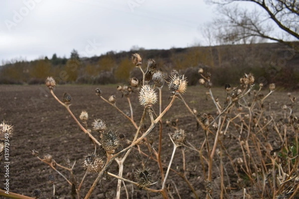 Fototapeta Estramonio