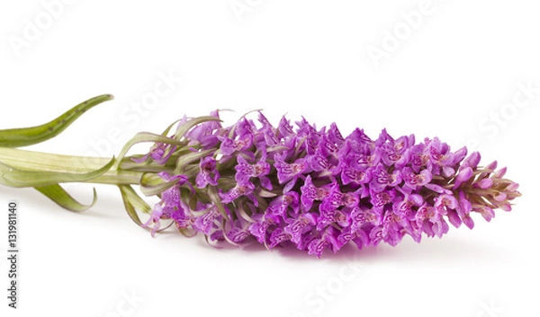 Obraz Dactylorhiza fuchsii on a white background