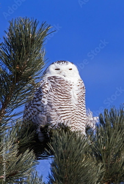 Obraz snowy owl