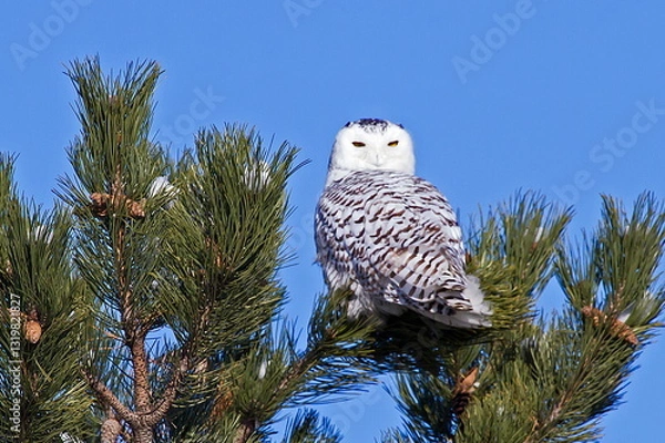 Obraz snow owl