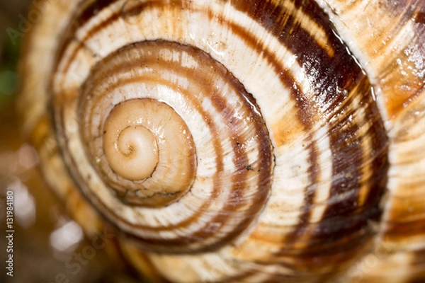 Fototapeta snail as background. super macro