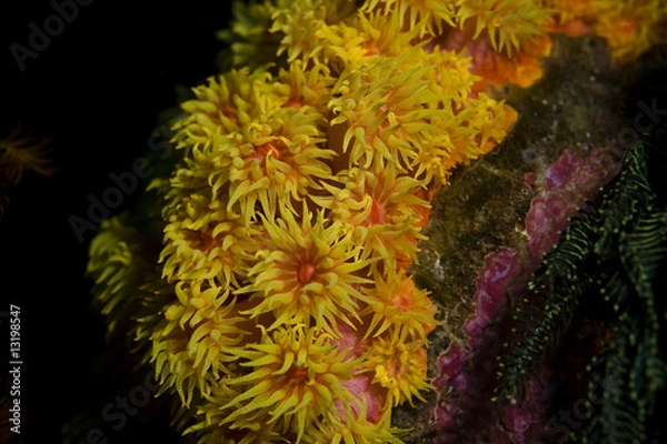 Obraz Blumenartige Meeresbewohner