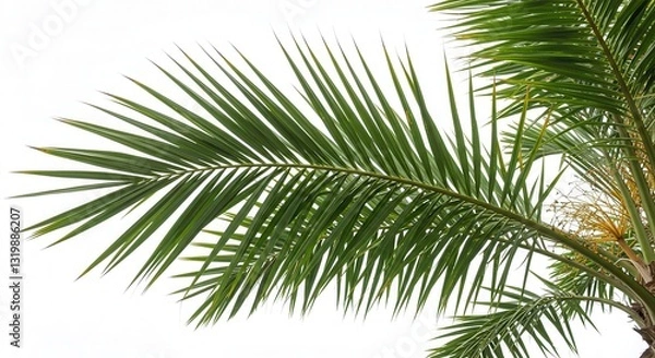 Obraz palm tree on white background