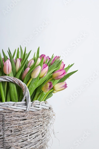 Obraz Fresh pink and purple tulip bouquet in a rustic wicker basket with white background and copy space for text  
