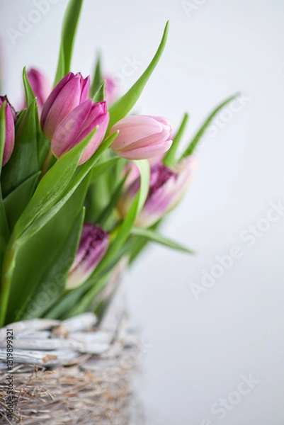 Obraz Fresh pink and purple tulip bouquet in a rustic wicker basket with white background and copy space for text  
