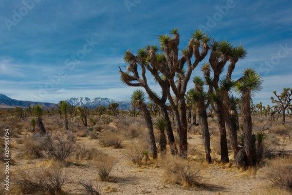 Fototapeta Joshua Trees, native and unique, in scenic desert region landscape of Cajon Pass along California Route 138