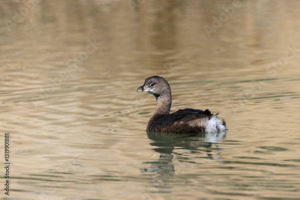 Fototapeta Pied billed Grebe, small diving bird, turns in its desert oasis environment at Agua Caliente Park in Tucson, Arizona, USA