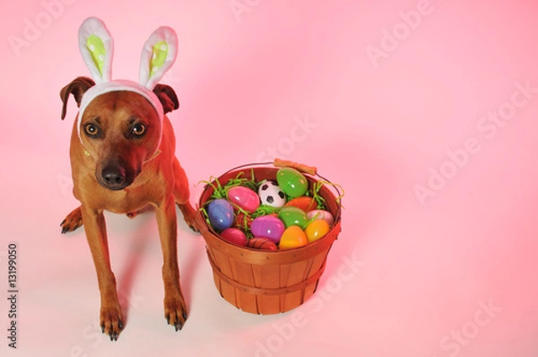 Obraz easter dog