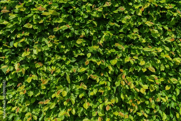 Fototapeta close-up of a beech hedge in sunlight with lush foliage.