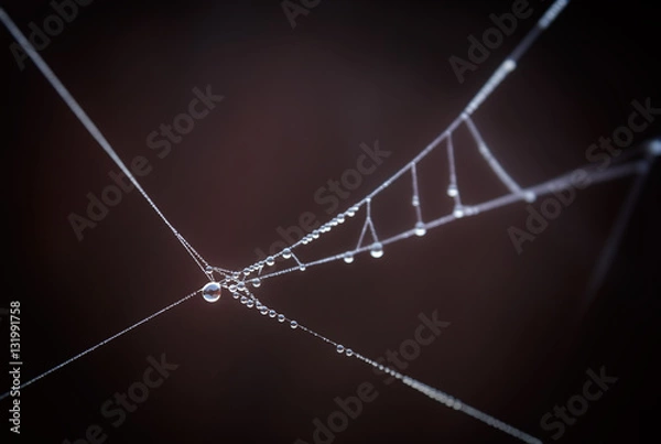 Obraz Drops on spiderweb.