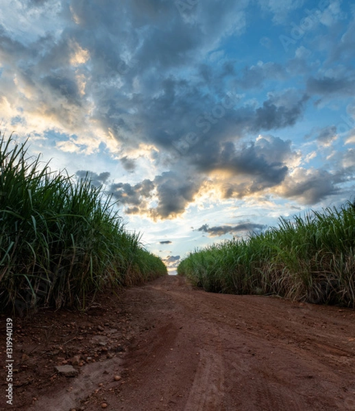 Fototapeta dirt road between sugarcane fields at dusk