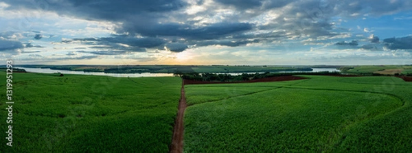 Fototapeta aerial view of sugarcane fields bordering the Tiete River at dusk