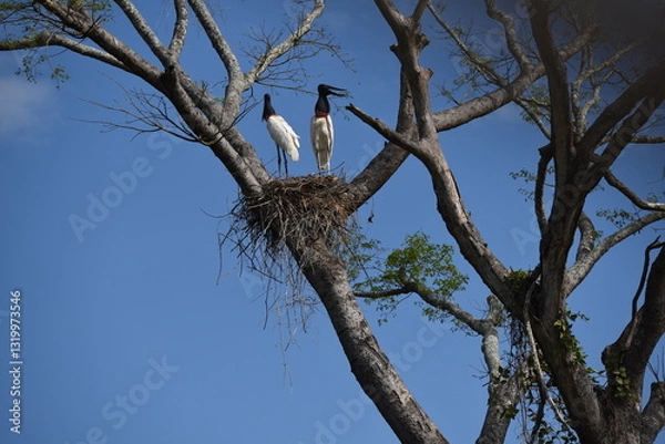 Fototapeta Birds in nest