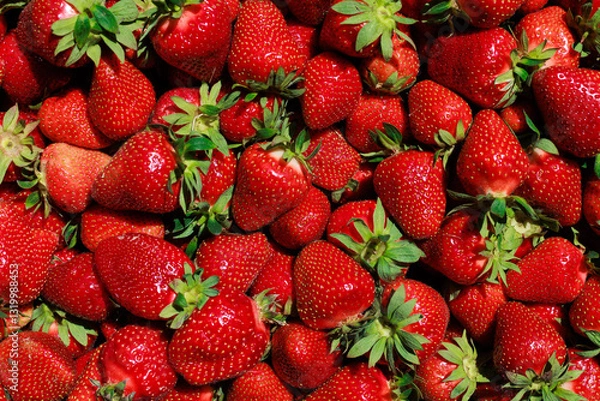 Fototapeta A collection of large, juicy strawberries in close-up