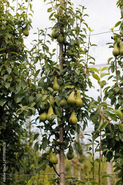 Fototapeta Close-up of a columnar pear tree with fresh, ripe pears hanging from its branches