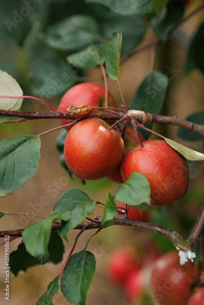 Fototapeta Close-up of red, ripe apples on a tree branch