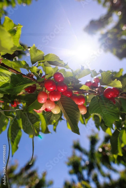 Fototapeta Ripe cherries glistening on the branch under the warm sunlight, ready to be picked in the orchard