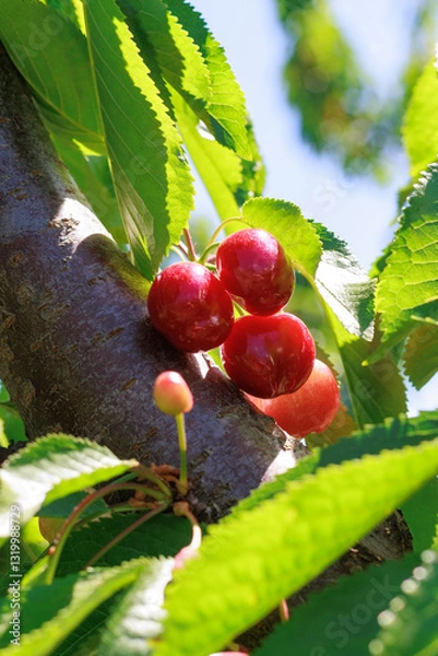 Fototapeta Sun-kissed cherries hanging on a tree branch, glowing under the bright sunlight in the orchard