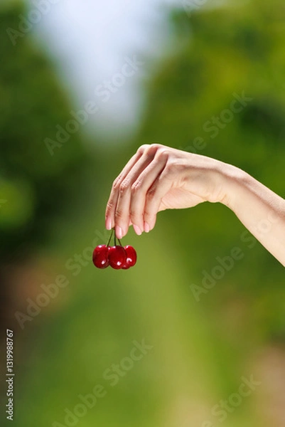 Fototapeta A hand holding three ripe cherries, their rich red color and juicy texture making them ready for consumption