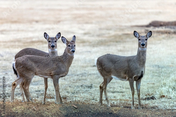 Obraz white tailed deer