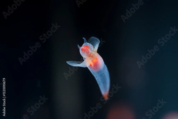 Fototapeta 流氷の天使クリオネ