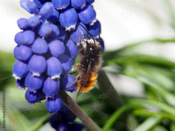 Fototapeta Isolated macro close- up of a european orchard bee (osmia cornuta) collecting pollen of a purple grape hyacinth (muscari botryoides). Bonn, Germany in March. Concept: spring, pollination