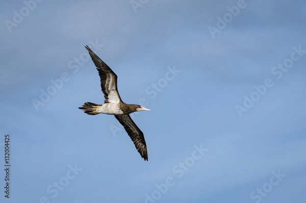 Fototapeta Brown Booby in Flight