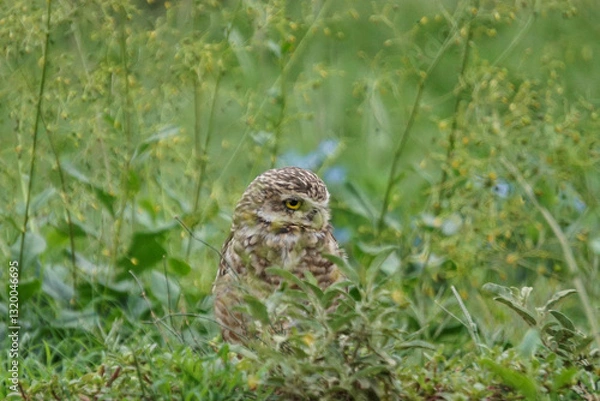 Fototapeta vecinos emplumados