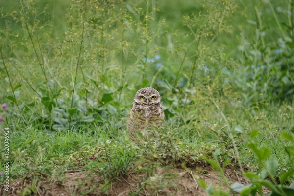 Obraz vecinos emplumados